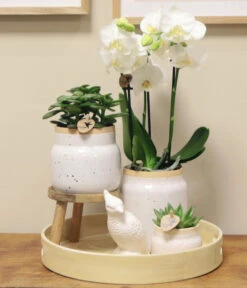 Pflanzen-Arrangement Vintage White, 9-teilig -Gartenbedarf Angebote 8400756 WE MO 002 PflanzensetVitnageWeiss