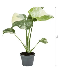 Fensterblatt - Monstera Deliciosa 'Thai Constellation', Panaschiert -Gartenbedarf Angebote 8402034 WE BG 001 MonsteraThaiConstellationT6DehnerExpressHerzig
