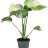 Fensterblatt - Monstera Deliciosa 'Thai Constellation', Panaschiert -Gartenbedarf Angebote 8402034 WE FS 001 MonsteraThaiConstellationT6