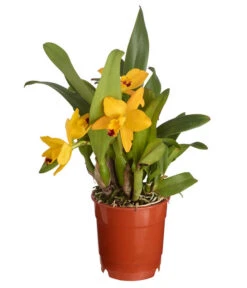 Cattleya-Orchidee - Cattleya Cultivars, Verschiedene Sorten -Gartenbedarf Angebote 8403321 PR FS 001 CattleyaHybrideSunriseT12DehnerExpressZS