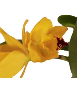 Cattleya-Orchidee - Cattleya Cultivars, Verschiedene Sorten -Gartenbedarf Angebote 8403321 WE DE 001 CattleyaHybrideSunriseT12DehnerExpressZS