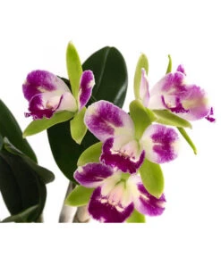 Cattleya-Orchidee - Cattleya Cultivars, Verschiedene Sorten -Gartenbedarf Angebote 8403321 WE DE 001 CattleyaMixDehnerExpressHerzig