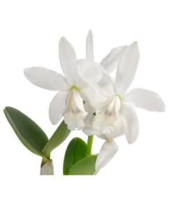 Cattleya-Orchidee - Cattleya Cultivars, Verschiedene Sorten -Gartenbedarf Angebote 8403321 WE DE 001 CattleyaMixT12 DehnerExpressHerzig