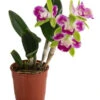 Cattleya-Orchidee - Cattleya Cultivars, Verschiedene Sorten 1 Cattleya-Orchidee - Cattleya Cultivars, Verschiedene Sorten -Gartenbedarf Angebote 8403321 WE FS 001 CattleyaMixDehnerExpressHerzig