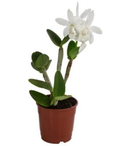 Cattleya-Orchidee - Cattleya Cultivars, Verschiedene Sorten -Gartenbedarf Angebote 8403321 WE FS 001 CattleyaMixT12 DehnerExpressHerzig