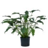 Baumfreund - Philodendron Cultivars 'Xanadu', Hydrokultur -Gartenbedarf Angebote 8425597 WE FS 001 PhilodendronXanadu22 19H70