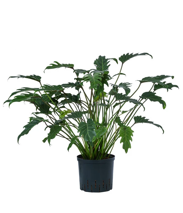 Baumfreund - Philodendron Cultivars 'Xanadu', Hydrokultur 3 Baumfreund - Philodendron Cultivars 'Xanadu', Hydrokultur