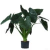 Pfeilblatt - Alocasia 'Wentii', Hydrokultur -Gartenbedarf Angebote 8425662 WE FS 001 AlocasiaWentii25 19H100