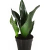 Bogenhanf - Sansevieria Trifasciata 'Grey Stripe' -Gartenbedarf Angebote 8426264 PR FS 001 SansevieriaGreyStripeT12DehnerExpressHerzig