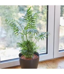 Seramis Spezialsubstrat Für Palmen, 7 L -Gartenbedarf Angebote 8475907 WE MO 004 SeramisPalmenGranulat7L