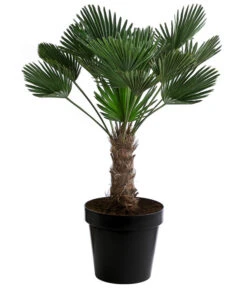 Wagners Hanfpalme, Ca. 110-130 Cm