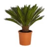 Sagopalmfarn - Cycas Revoluta -Gartenbedarf Angebote 8509366 PR FS 001 CycasRevolutaDehnerExpressZS