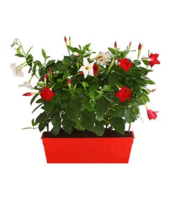 Dipladenien-Duo Im Blumenkasten