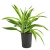 Drachenbaum - Dracaena 'Lemon Lime', Hydrokultur 1 Drachenbaum - Dracaena 'Lemon Lime', Hydrokultur -Gartenbedarf Angebote 8536302 WE FS 001 DracaenaLemonLineKoepfe2PPDrachenbaumHydroT15 DehnerExpressHerzig