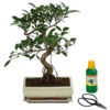 Bonsai Chinesischer Feigenbaum - Ficus Retusa, Anfänger-Set, 10 Jahre 2 Bonsai Chinesischer Feigenbaum - Ficus Retusa, Anfänger-Set, 10 Jahre -Gartenbedarf Angebote 8561573 WE FS 001 BonsSetFicusRetusa10JT25
