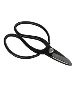 Bonsai Chinesischer Feigenbaum - Ficus Retusa, Anfänger-Set, 10 Jahre -Gartenbedarf Angebote 8561573 WE FS 002 SchereSetBonsai