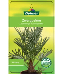 Blaue Zwergpalme 8 Blaue Zwergpalme -Gartenbedarf Angebote 8584401 Chamaeropshumiliscerifera 15112016 1
