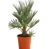Blaue Zwergpalme -Gartenbedarf Angebote 8584401 WE FS 001 ChamaeropsHumillisOWCeriferaT18DehnerExpressHerzig
