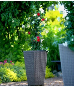 Dipladenien-Duo, Pyramide 8 Dipladenien-Duo, Pyramide -Gartenbedarf Angebote 8585622 8585655 we MO 001 Kuebelpflanzen herzig 3335