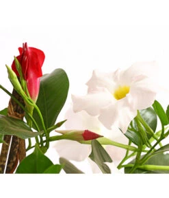 Dipladenien-Duo, Pyramide 9 Dipladenien-Duo, Pyramide -Gartenbedarf Angebote 8585622 WE DE 001 DipladenieDipladeniaTwinPyramideT17OWDehnerExpressHerzig