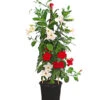 Dipladenien-Duo, Pyramide -Gartenbedarf Angebote 8585622 WE FS 003 DipladenieDipladeniaTwinPyramideT17