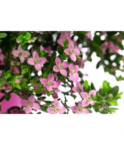 Rote Korallenraute -Gartenbedarf Angebote 8587214 WE DE 001 BoroniaCrenulataBuschT19DehnerExpressHerzig