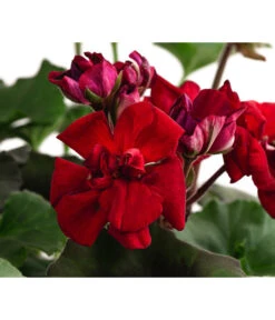Stehende Geranie, Rot -Gartenbedarf Angebote 8587669 DE FS 001 PelargonienZonaleT23Geranie