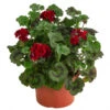 Stehende Geranie, Rot -Gartenbedarf Angebote 8587669 WE FS 002 PelargonienZonaleT23Geranie
