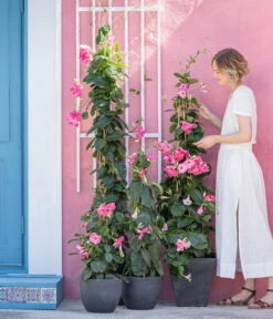 Kunststoff-Topf Padua, Rund -Gartenbedarf Angebote 8594434 WE MO 001 DiplandenienMadevilla