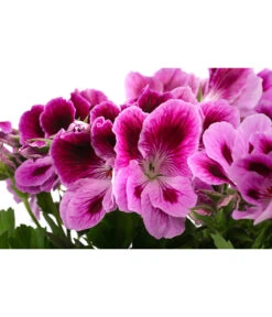 Edelpelargonie, Verschiedene Farben -Gartenbedarf Angebote 8594541 WE DE 002 EdelpelargonieBuschT23
