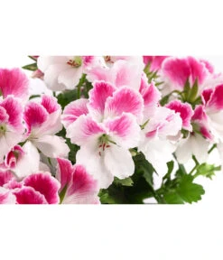 Edelpelargonie, Verschiedene Farben -Gartenbedarf Angebote 8594541 WE DE 003 EdelpelargonieBuschT23