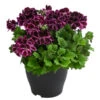 Edelpelargonie, Verschiedene Farben -Gartenbedarf Angebote 8594541 WE FS 001 EdelpelargonieBuschT23