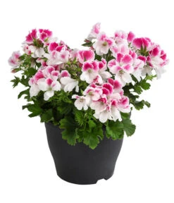 Edelpelargonie, Verschiedene Farben -Gartenbedarf Angebote 8594541 WE FS 003 EdelpelargonieBuschT23