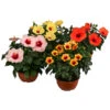 Hibiskus In Schale, Verschiedene Sorten -Gartenbedarf Angebote 8595225 WE FS 005 HibiskusSchaleT21