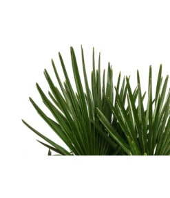 Hanfpalme, Multistamm -Gartenbedarf Angebote 8607855 WE DE 001 HanfpalmeTrachycarpusFortuneiT36
