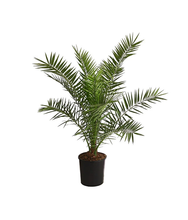 XXL Kanarische Dattelpalme, Ca. 140-160 Cm 3 XXL Kanarische Dattelpalme, Ca. 140-160 Cm