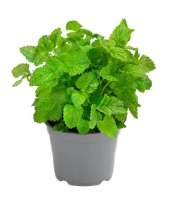 Bestseller 14 Dehner Gourmet Garten Zitronenmelisse