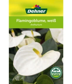 Große Flamingoblume - Anthurium Andreanum, Weiß 10 Große Flamingoblume - Anthurium Andreanum, Weiß -Gartenbedarf Angebote 8617557 8202673 8203093 8756223 8284838 Flamingoblume Weiss Etikett 1
