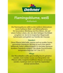 Große Flamingoblume - Anthurium Andreanum, Weiß 11 Große Flamingoblume - Anthurium Andreanum, Weiß -Gartenbedarf Angebote 8617557 8202673 8203093 8756223 8284838 Flamingoblume Weiss Etikett 2