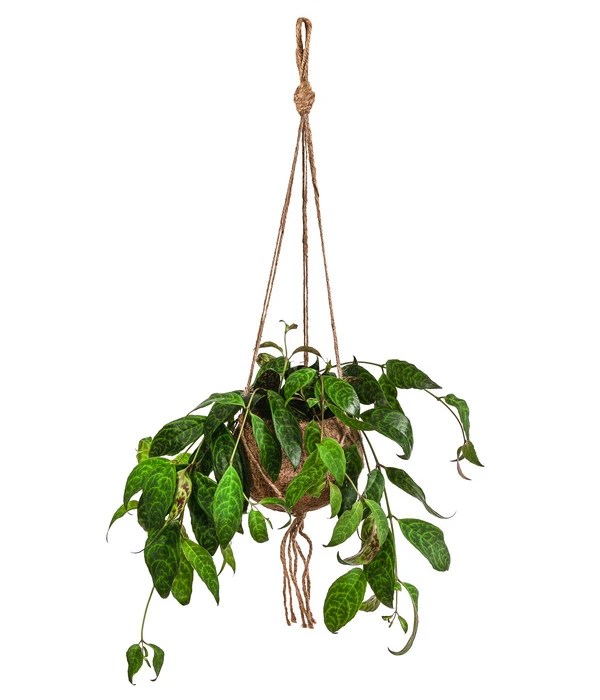 Kokodama-Ampel Gefleckte Schamblume - Aeschynanthus Marmoratus 3 Kokodama-Ampel Gefleckte Schamblume - Aeschynanthus Marmoratus