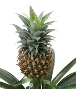 Ananaspflanze - Ananas Comosus, In Keramik 9 Ananaspflanze - Ananas Comosus, In Keramik -Gartenbedarf Angebote 8627978 WE DE 001 AnanaspflanzeInKeramik