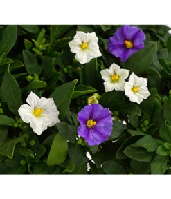 Enzianstrauch-Duo, Stämmchen -Gartenbedarf Angebote 8649691 PR DE 001 SolanumRantonettiStammT17TwinDehnerExpressHerzig