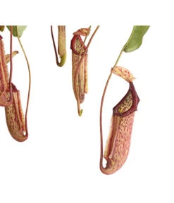 Kannenpflanze - Nepenthes Alata, Ampel Groß 7 Kannenpflanze - Nepenthes Alata, Ampel Groß -Gartenbedarf Angebote 8654162 WE DE 001 NepenthesAmpelGrossDehnerExpressHerzig