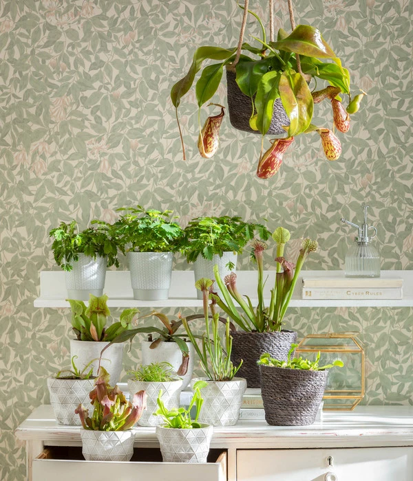 Kannenpflanze - Nepenthes Alata, Ampel Groß 4 Kannenpflanze - Nepenthes Alata, Ampel Groß – Bild 2