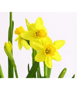 Narzissen 'Tête à Tête' In Birkentopf, Ca. Ø11 Cm -Gartenbedarf Angebote 8663122 WE DE 007 NarzissenTAT9