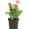 Tulpe 'Pleasure' -Gartenbedarf Angebote 8667875 WE FS 001 TulpeTulpiaRexonaT14DehnerExpressHerzig