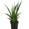 Bogenhanf - Sansevieria 'Friends' -Gartenbedarf Angebote 8670556 PR FS 001 SansevieriaFriendsT12DehnerExpressHerzig