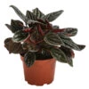 Peperomie - Peperomia Caperata 'Brasilia' -Gartenbedarf Angebote 8683146 PR FS 001 PeperomiaBrasiliaT12DehnerExpressHerzig