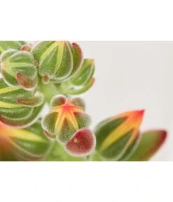 Echeverie - Echeveria Pulvinata 'Pulvinata' -Gartenbedarf Angebote 8686503 PR DE 001 EcheverieEcheveriaPulvinataT10DehnerExpressZS