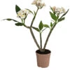 Frangipani - Plumeria Alba -Gartenbedarf Angebote 8691180 WE FS 001 PlumeriaT18MixOstroFrangipani
